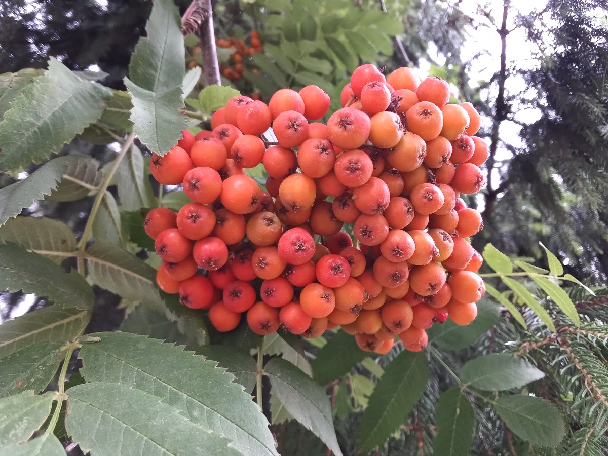 Идеальный бюджет. Обзор смартфонов Honor 9С, 9A и 9S - VENDEE