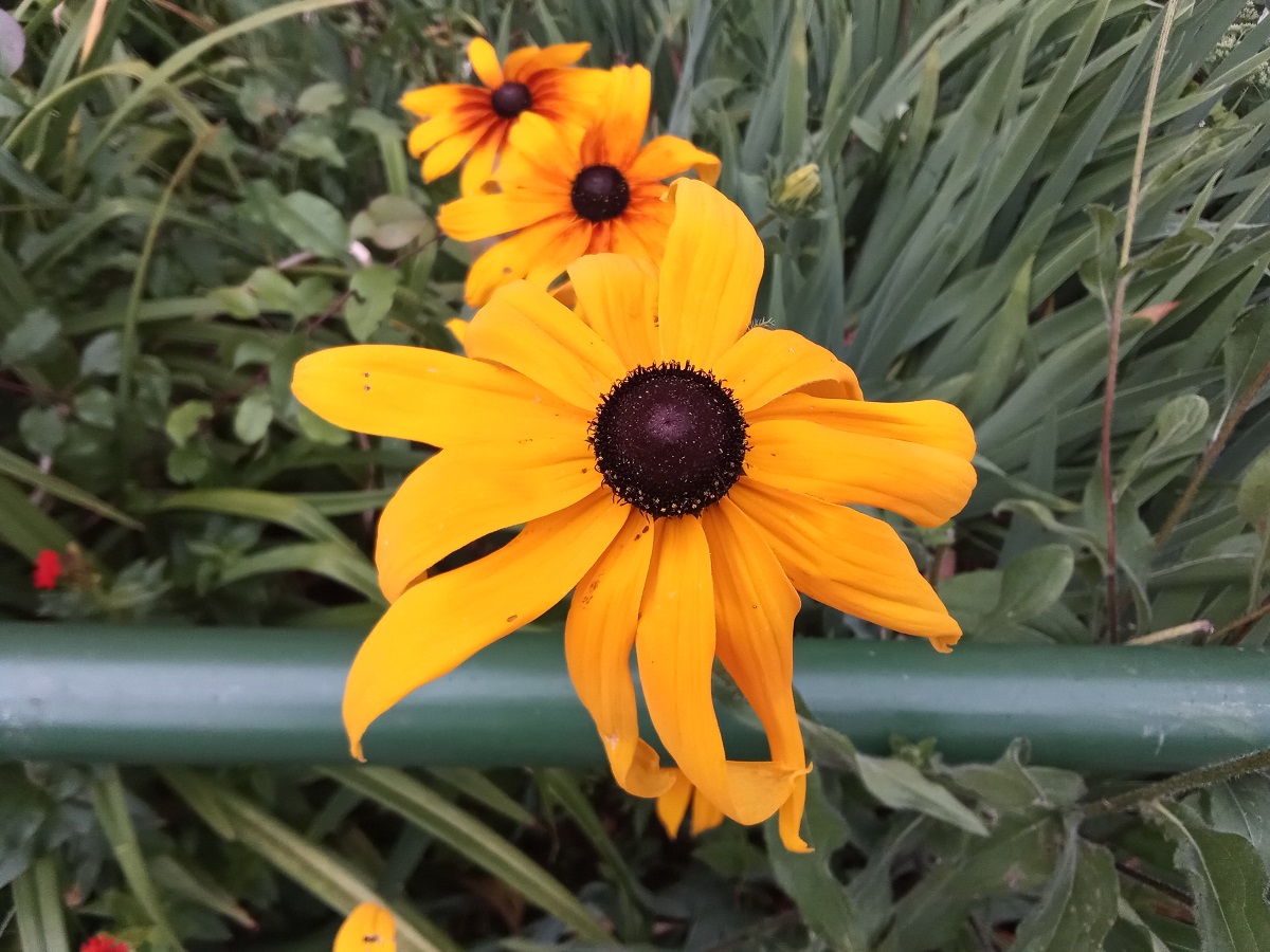 Идеальный бюджет. Обзор смартфонов Honor 9С, 9A и 9S - VENDEE