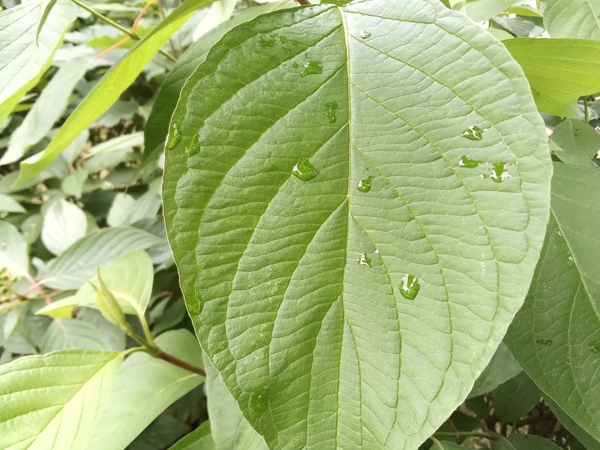 Идеальный бюджет. Обзор смартфонов Honor 9С, 9A и 9S - VENDEE