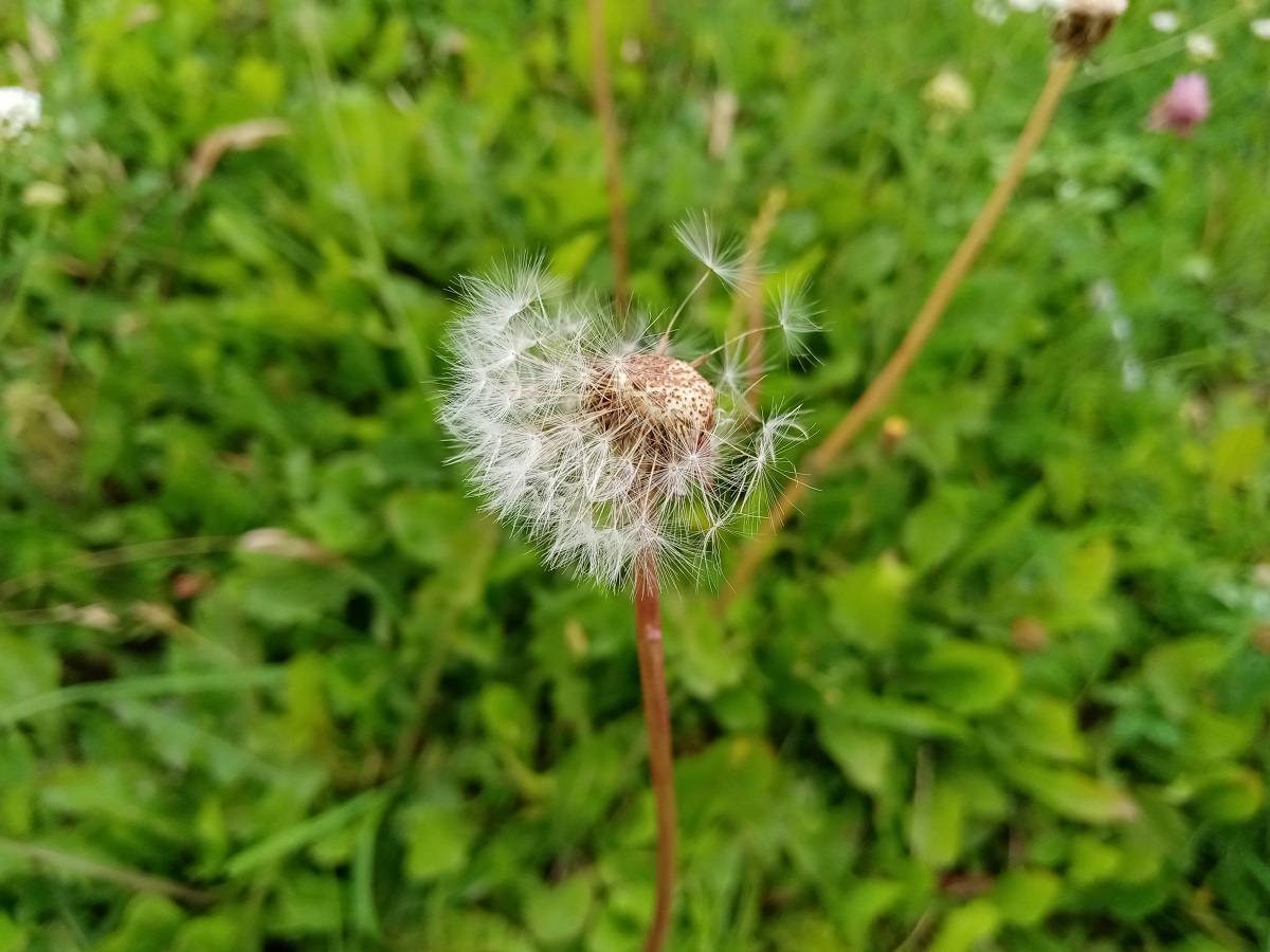 Идеальный бюджет. Обзор смартфонов Honor 9С, 9A и 9S - VENDEE