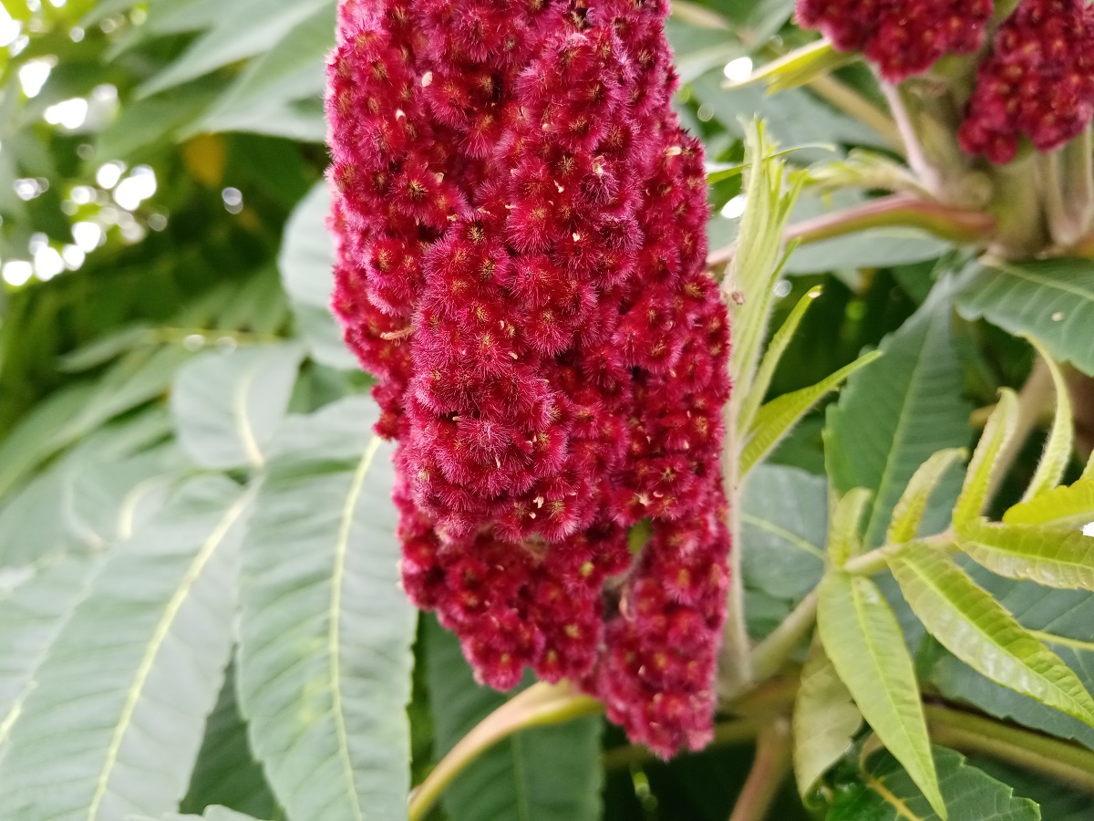 Идеальный бюджет. Обзор смартфонов Honor 9С, 9A и 9S - VENDEE