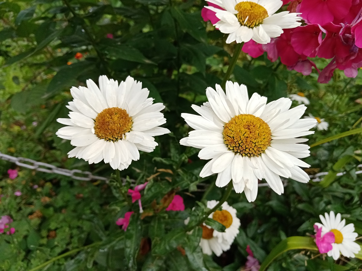 Идеальный бюджет. Обзор смартфонов Honor 9С, 9A и 9S - VENDEE