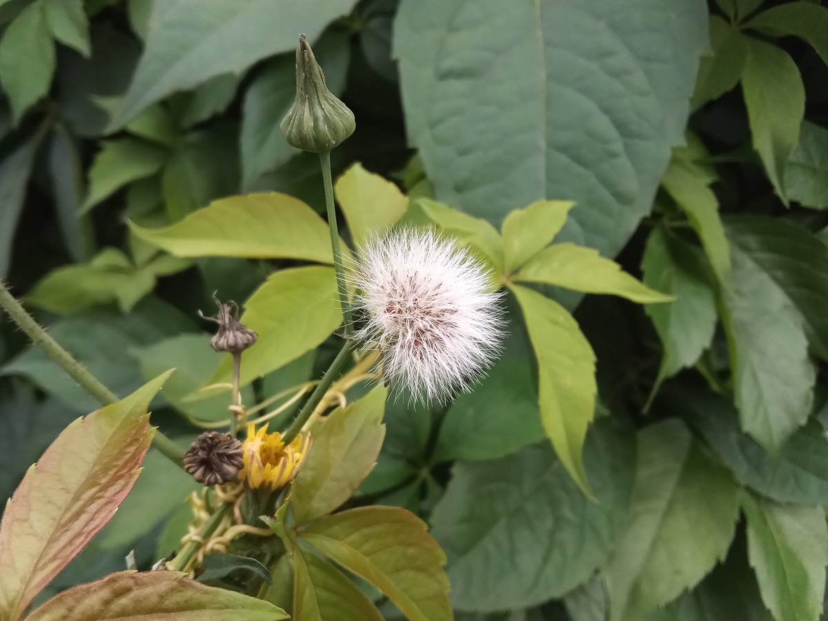 Идеальный бюджет. Обзор смартфонов Honor 9С, 9A и 9S - VENDEE