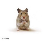Коврик для мыши Tucano мышонок natura купить по лучшей цене